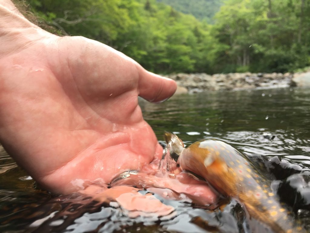 And... another Cape Breton Island brookie