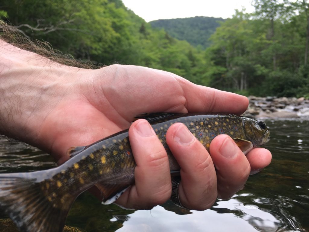 Cape Breton Highlands brookie