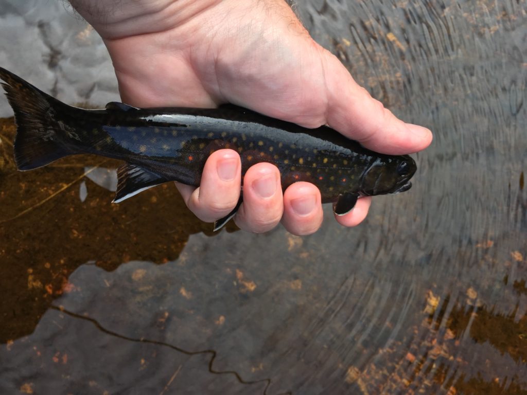 Cape Breton DARK brook trout