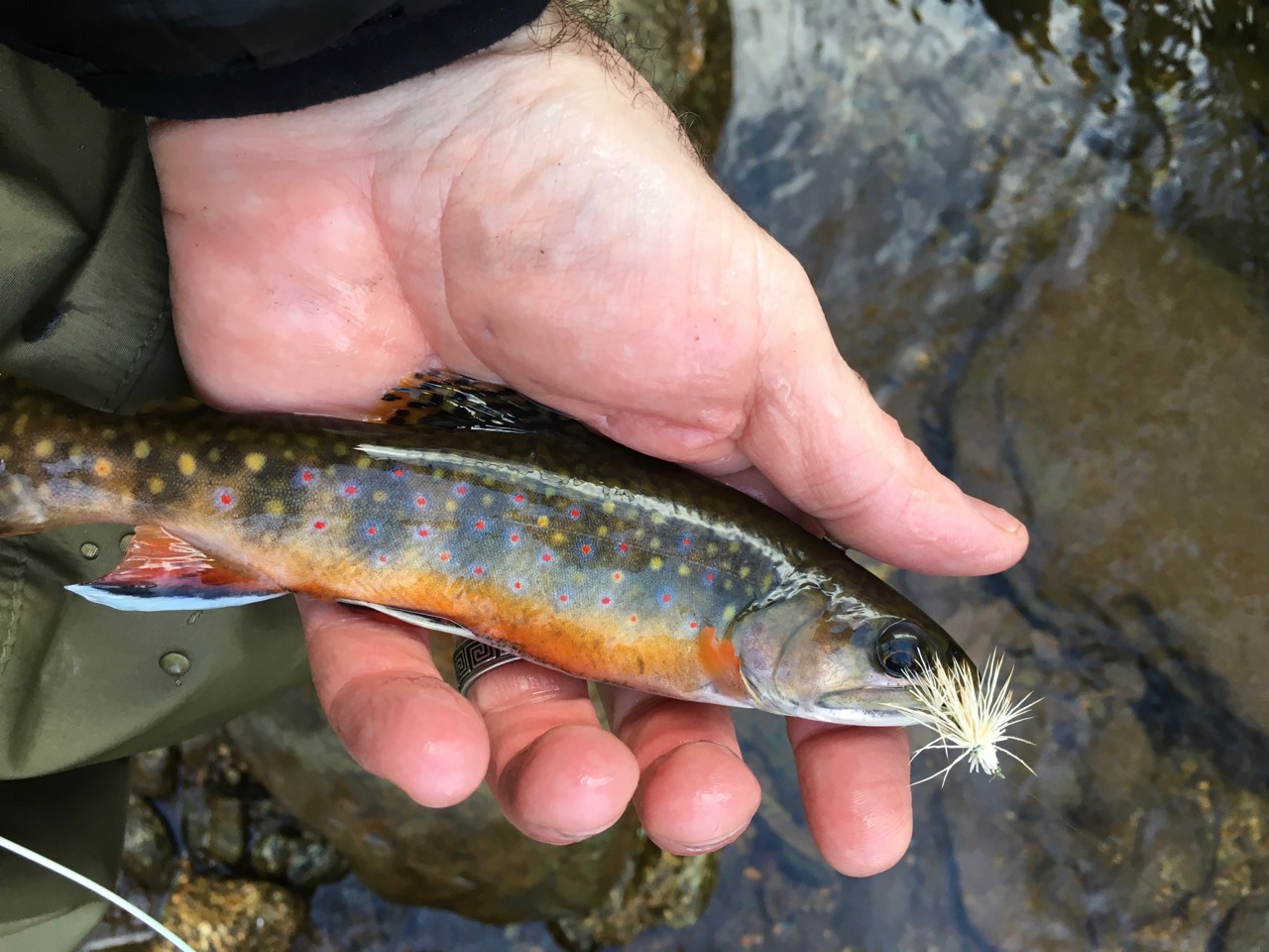 Start the New Year Right – On the Rapidan – Brook Trout Fishing Guide