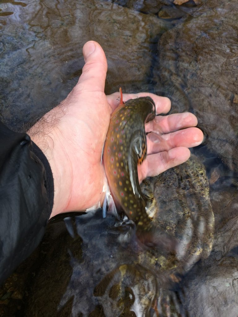 Rapidan Brookie #2