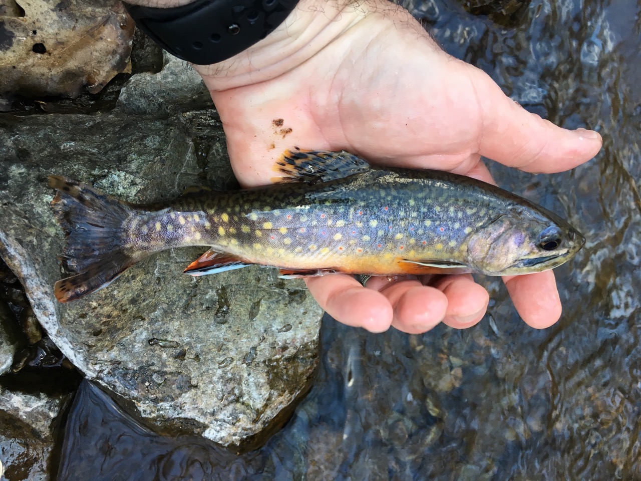 Before the Cold Snap – Brook Trout Fishing Guide